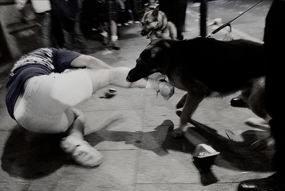 1998年美国温顺杂交犬咬死女主人,1998年温顺杂交犬将主人折磨致死