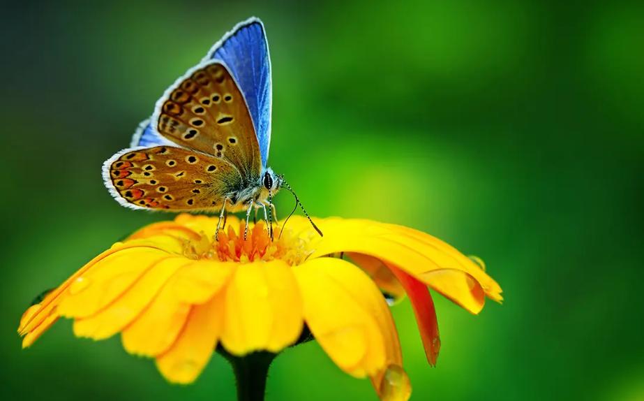 带有蝴蝶的诗句有哪些,关于蝴蝶的诗词大全