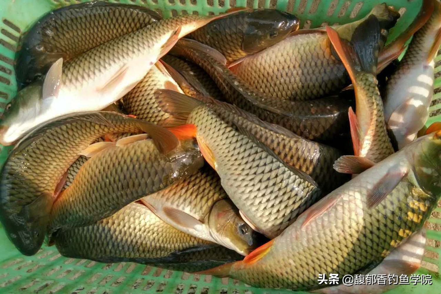 每天钓鱼鱼口好的时间段,夏季鱼不好开口怎么钓鱼