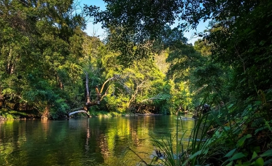 亚马逊雨林对全球气候的影响,亚马逊热带雨林的保护措施