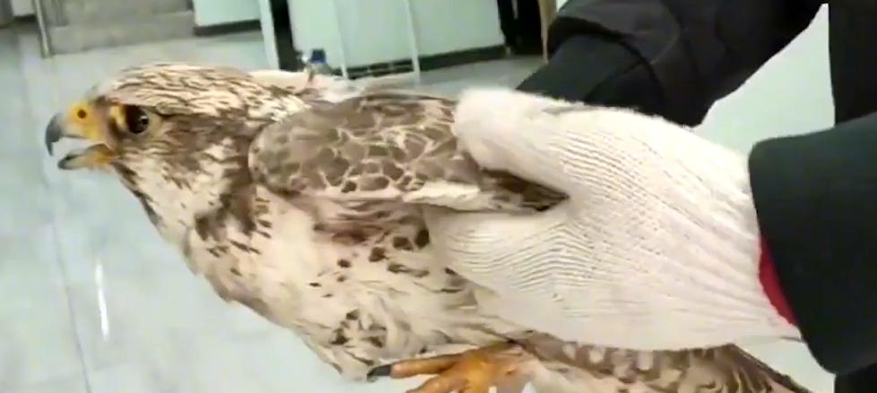 河南男子捡到只怪鸟，想要放生，专家看完后：价值600万