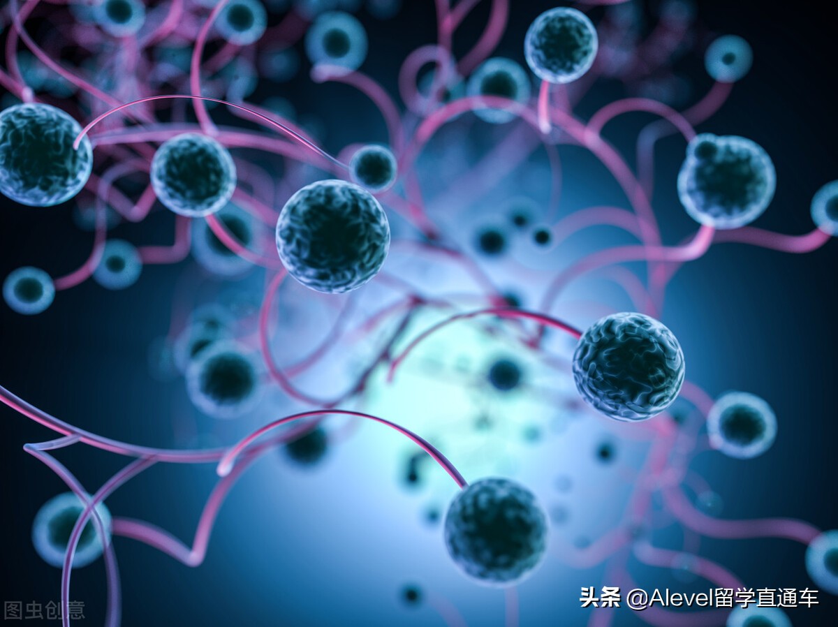 a-level生物怎样拿高分,a-level干货