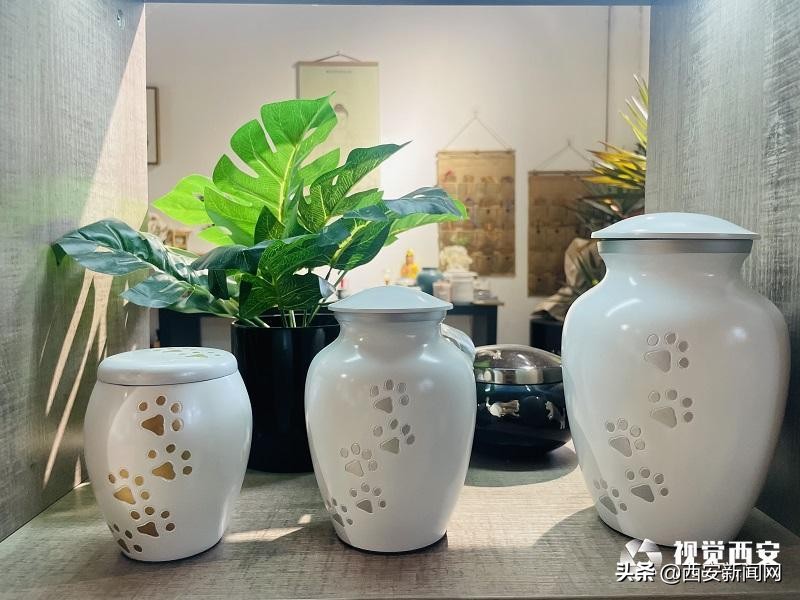 宠物市场监管问题,宠物身后事