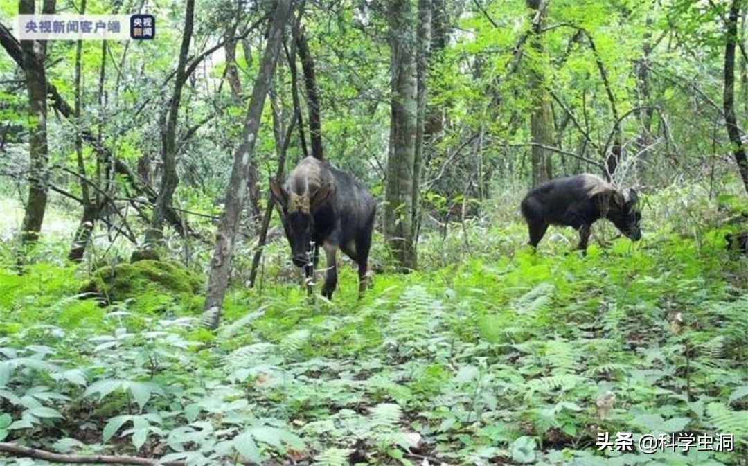 湖北出现多只神兽天马,湖北的天马好吗