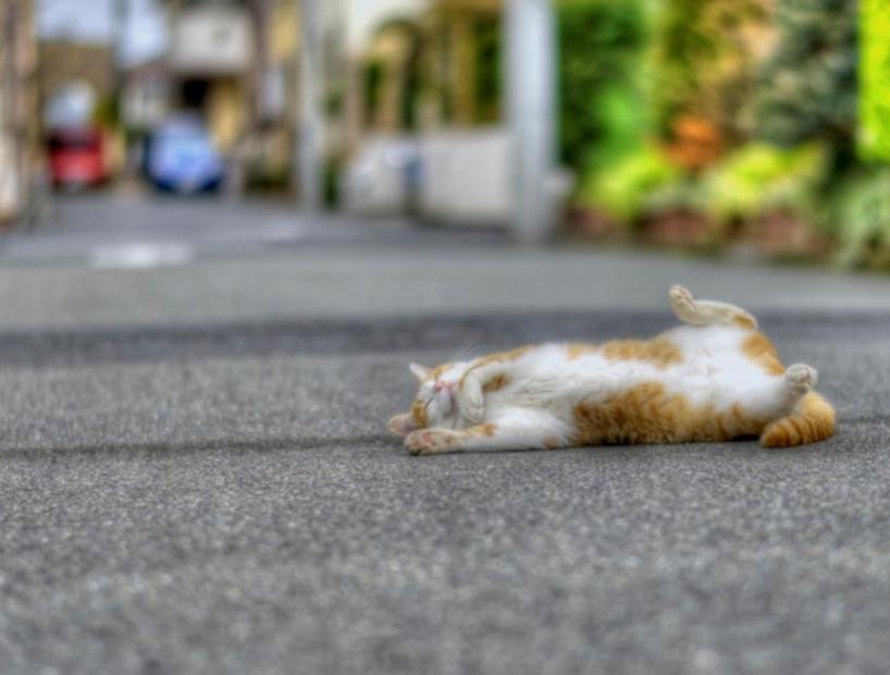 猫超可爱治愈的图片,罕见的流浪猫图片卡通可爱