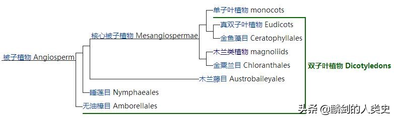 被子植物典型植物,被子植物和裸子植物种类