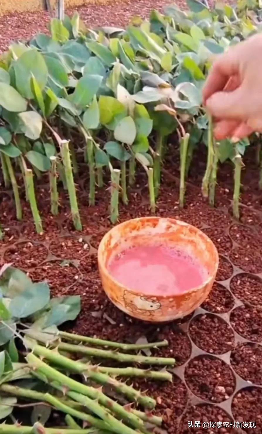 种植一亩利润20万的种植方法,农村种植赚钱方法分享