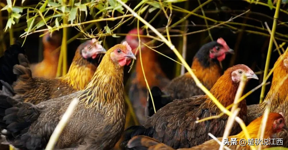 江西的麻鸡,江西拥有中国什么之乡的美称