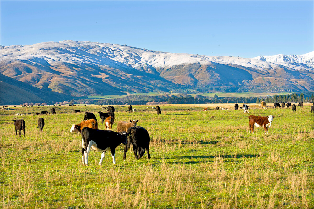 出国新西兰工作需要花费多少钱,新西兰工作一般出国可以停留多久