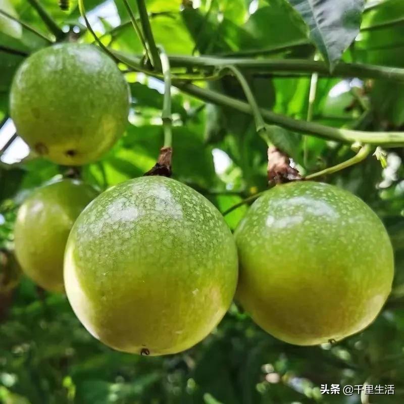 黄金百香果，“钦蜜9号”，百香果中的“爱马仕”，至爱非你莫属