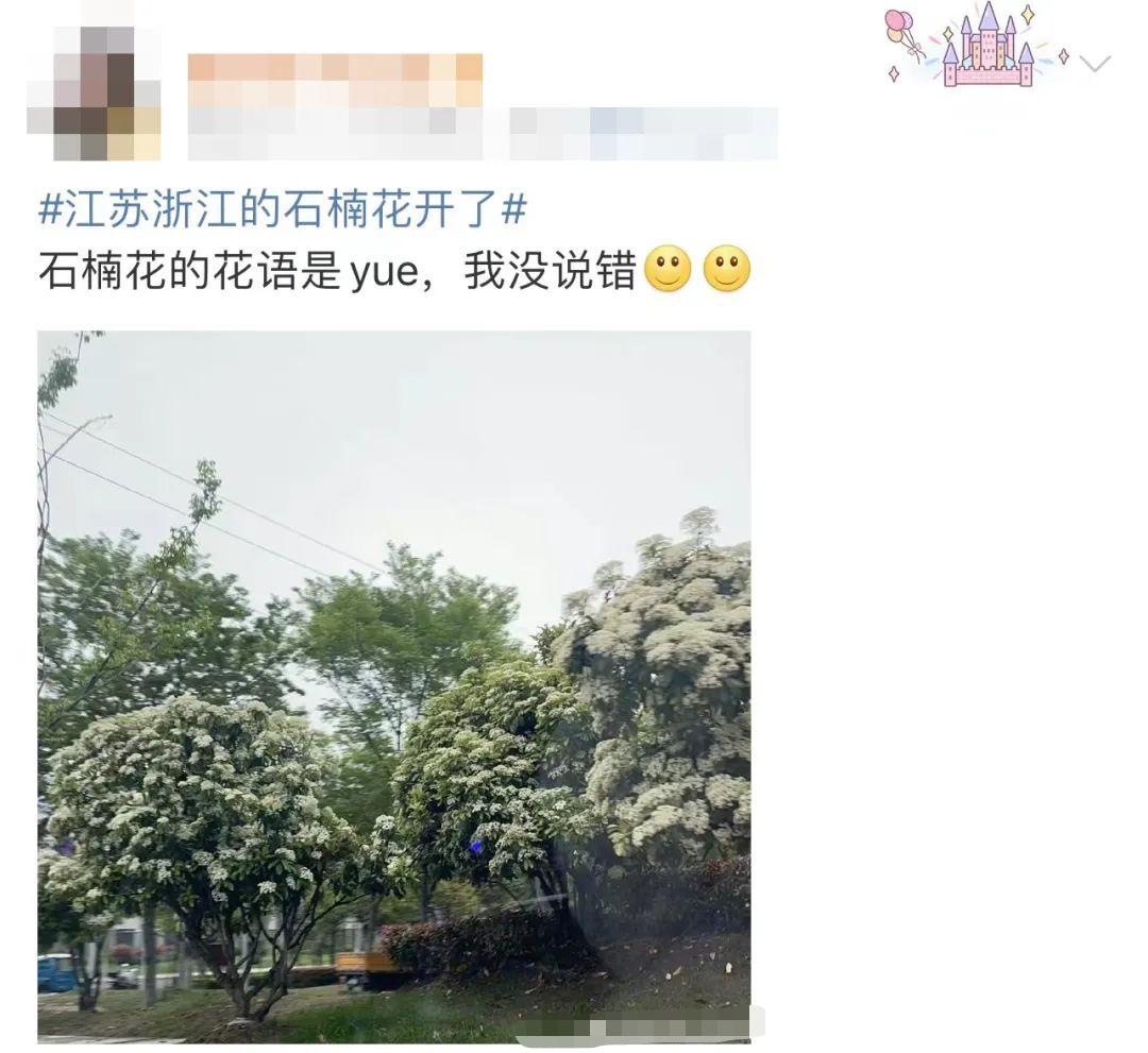 石楠花很香啊为什么有人觉得臭,石楠花那么臭为什么要种那么多