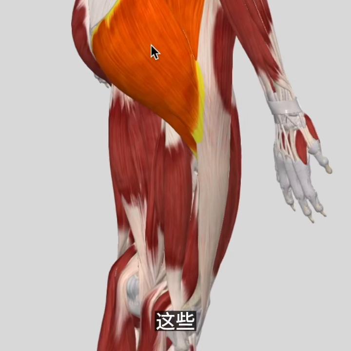 骨盆形变，张力解除优先，臀部训练靠后加入群聊，获取课程...