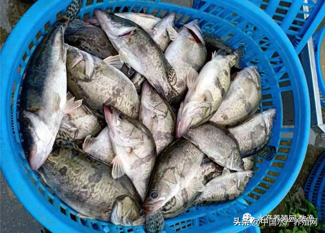 鳜鱼价格下跌,今日鳜鱼价格上涨了多少