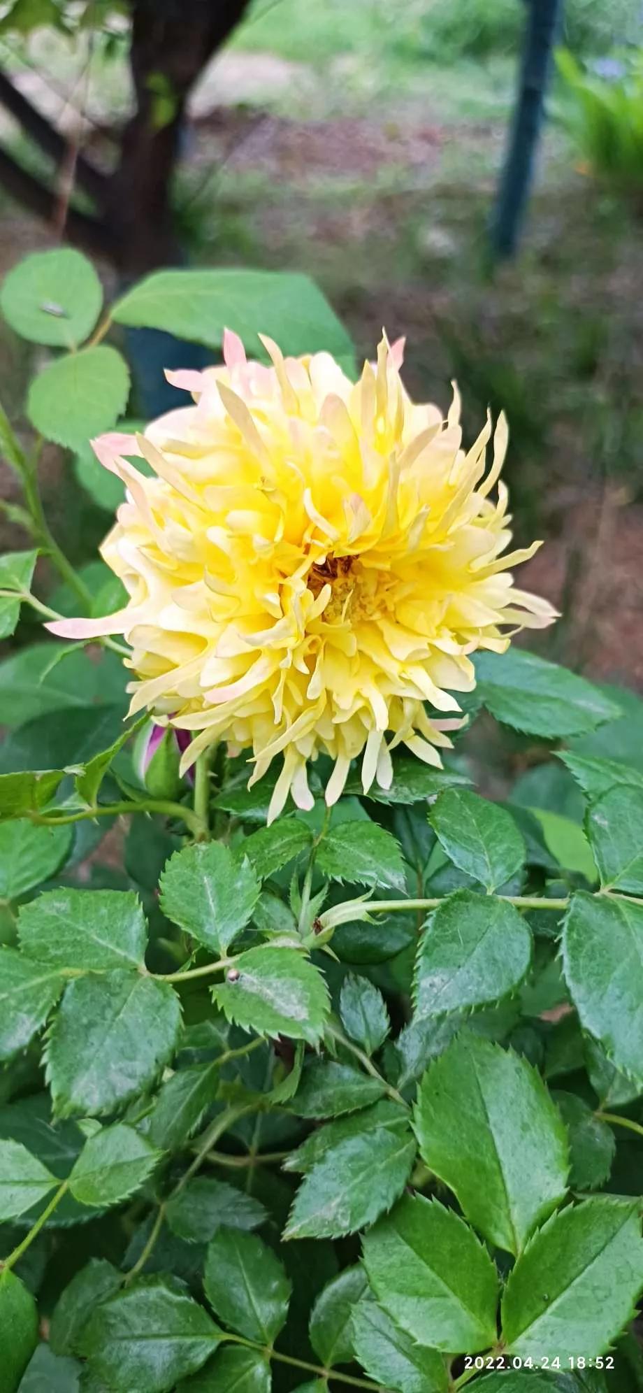 月季品种醉花,月季品种大全及图片欣赏