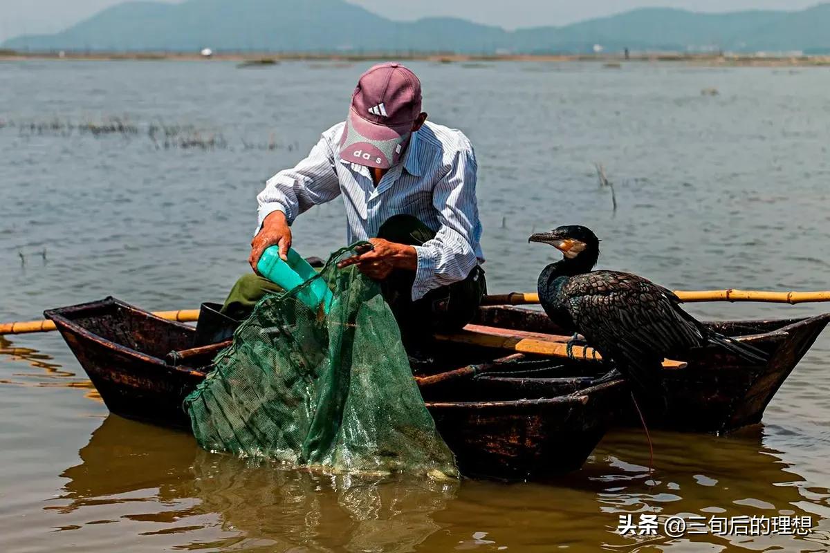 人工饲料和野生杂鱼,人工混合鱼饲料配方