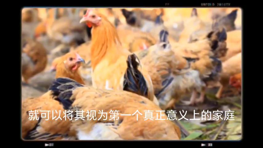 到底是鸡生蛋还是蛋生鸡搞笑模板,到底是鸡还是蛋儿歌