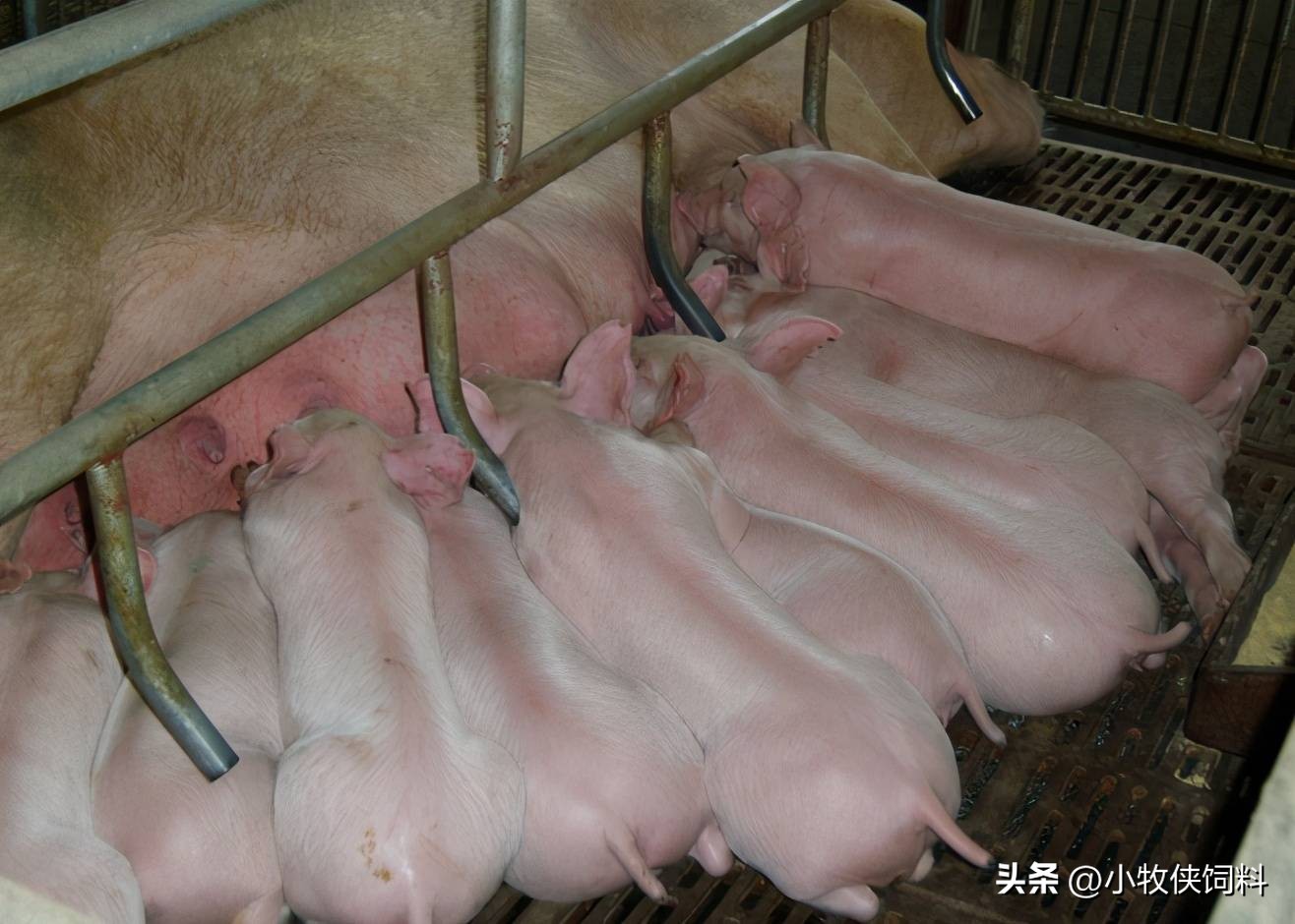 仔猪拉白痢怎么回事啊,仔猪拉白色便便怎么办