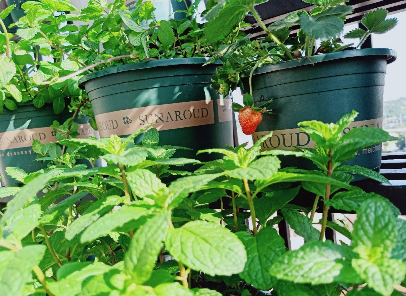 养薄荷的方法技巧适用什么肥,养薄荷叶的方法