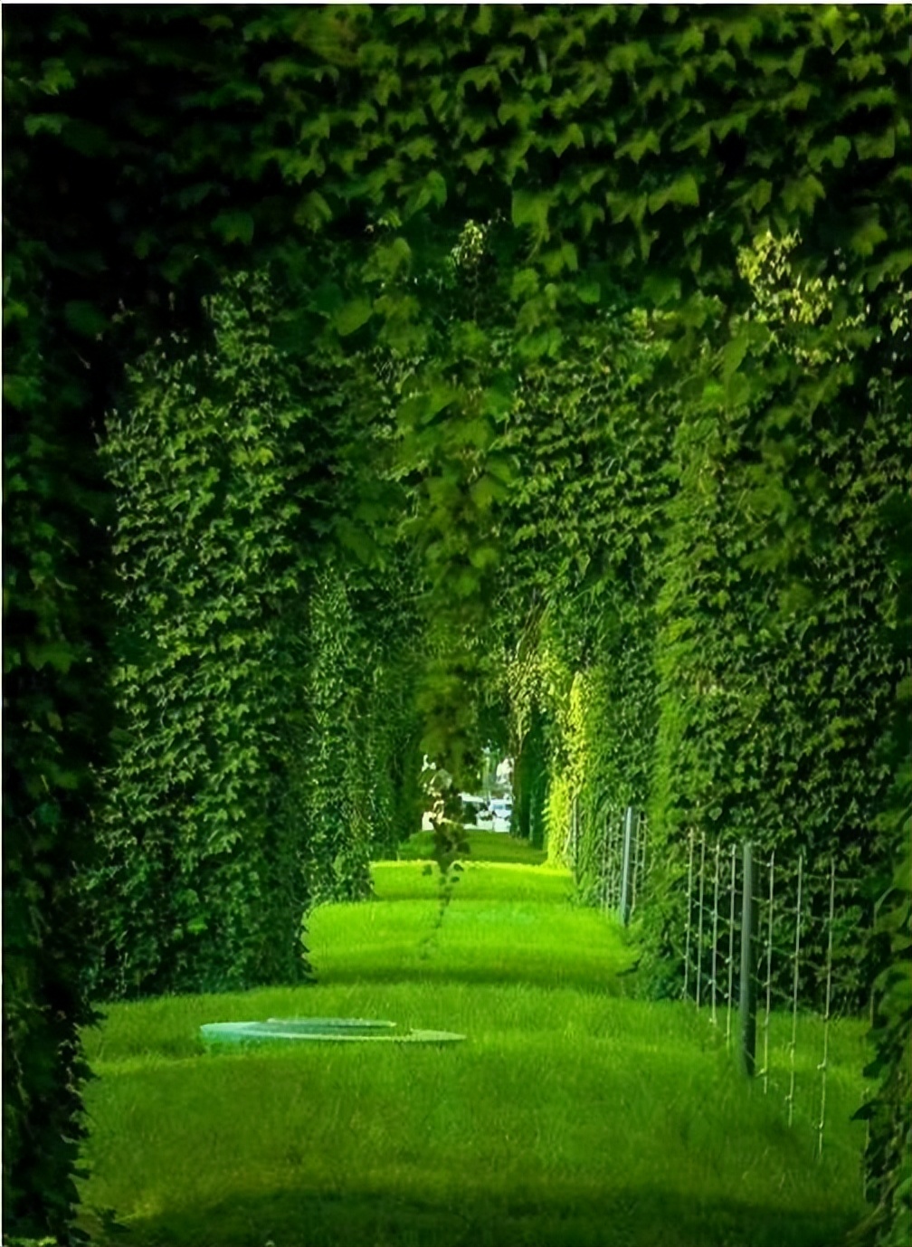 什么能阻止爬山虎生长,爬山虎是不是外来入侵物种