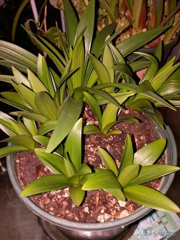 百合花，一年四季都能种，盆栽百合60天就开花，有手就能养