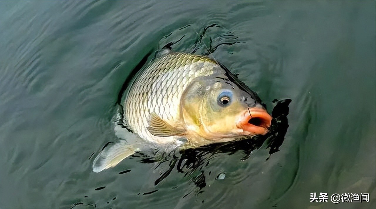 小黄面黑坑钓鲫鱼技巧,野钓聚不起鱼
