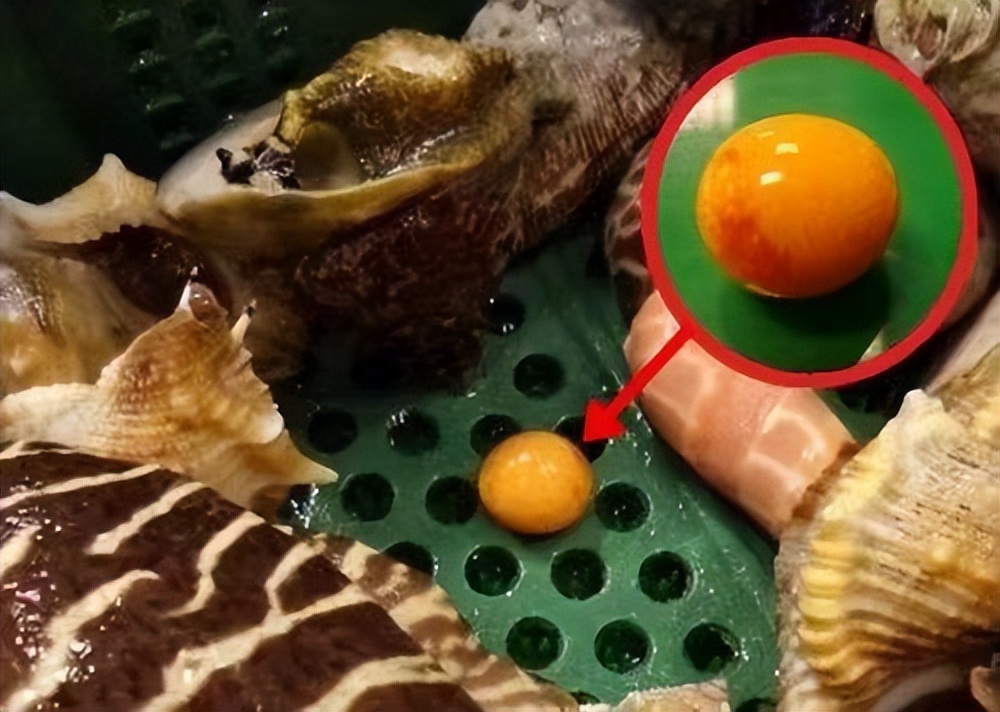 安徽女子吃到天价海螺珠,女子85元买椰子螺开出美乐珠