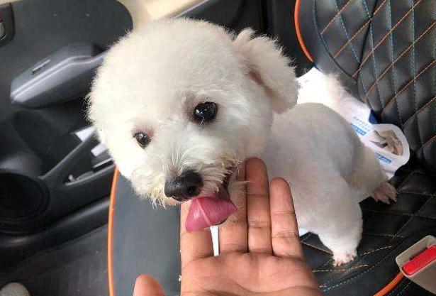 比熊犬一生中的5个阶段你知道吗,带你看看比熊犬