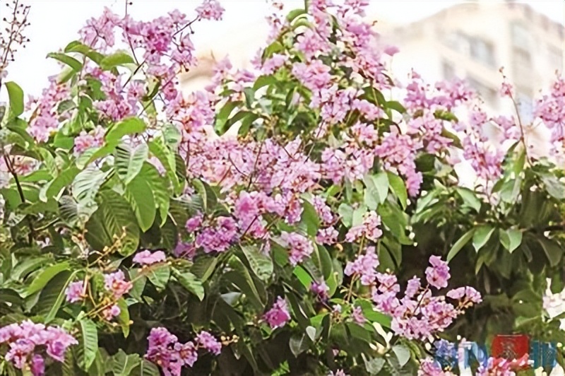 春暖花开正是赏花好季节,云上赏花繁花绚烂惊艳了整个夏天