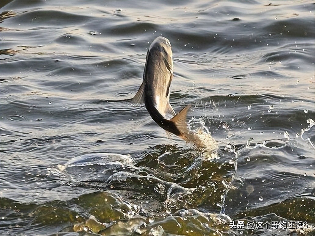 明明有鱼就是不开口怎么解决,有鱼不开口怎么办