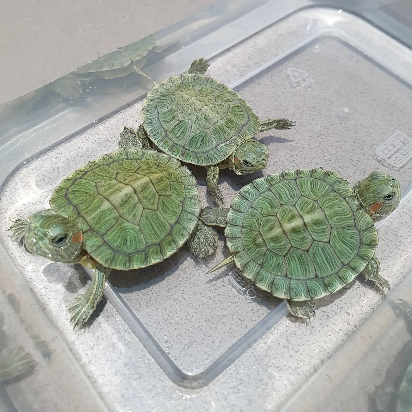 小巴西龟到了冬天怎么养,大型巴西龟冬天养的方法