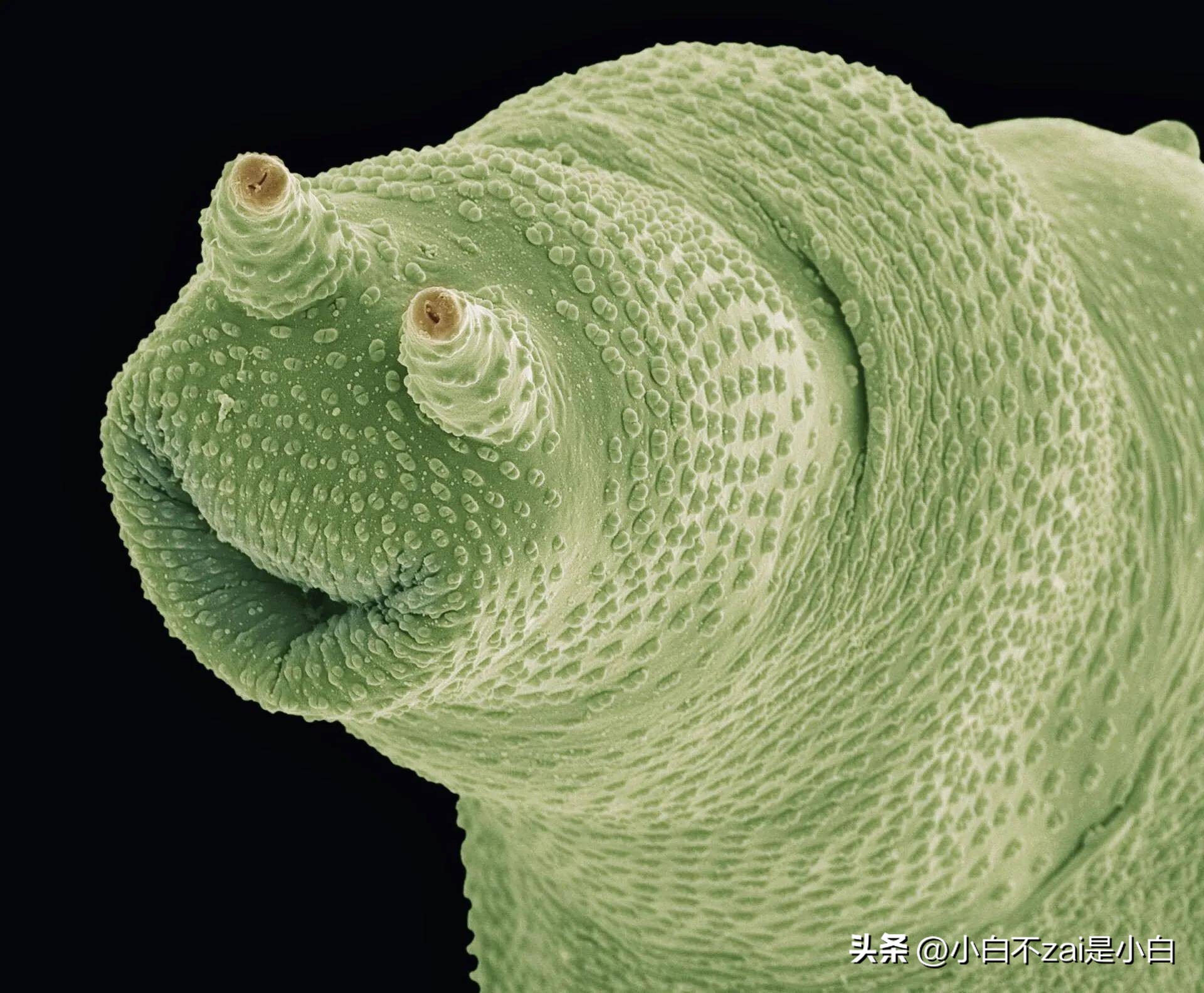 显微镜观察昆虫脸视频,昆虫在显微镜下的真正面目