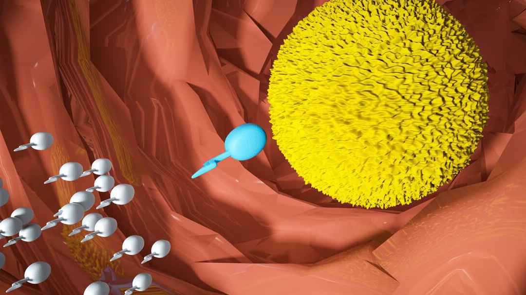 进入女性体内后,结合失败的精子都去哪里了?答案既心疼又好笑
