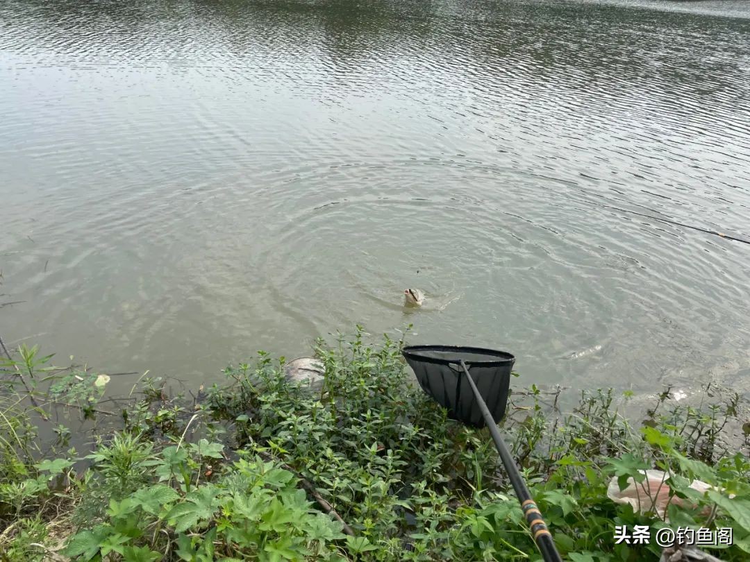 秋季野钓用腥味好还是香味好,四川秋季用腥饵还是香饵