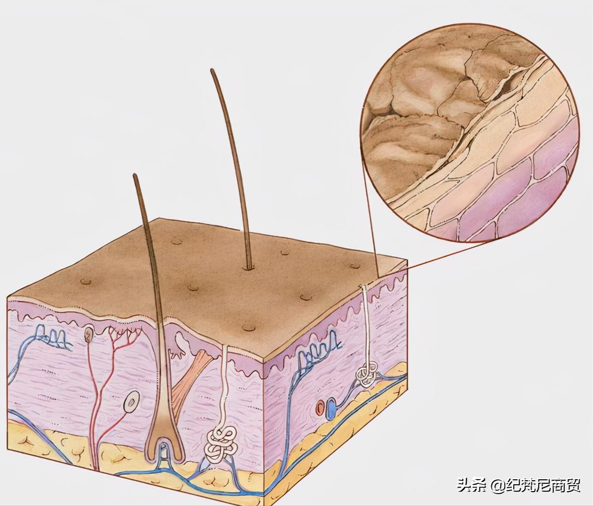 肌肤内干外油适合用什么护肤品,肌肤屏障受损外油内干怎样修复