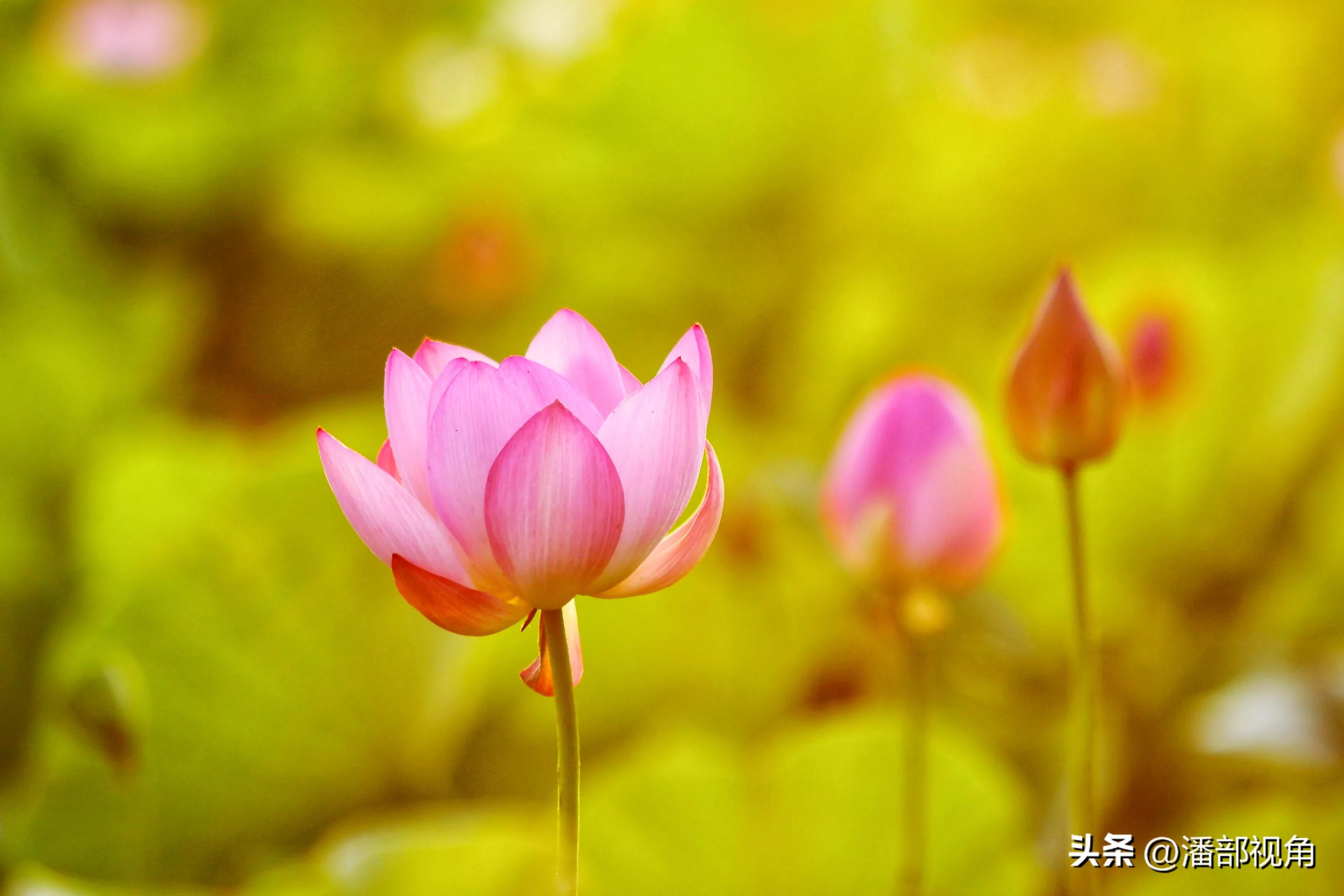 无锡七月底哪里的荷花开了,无锡太湖荷花开了吗