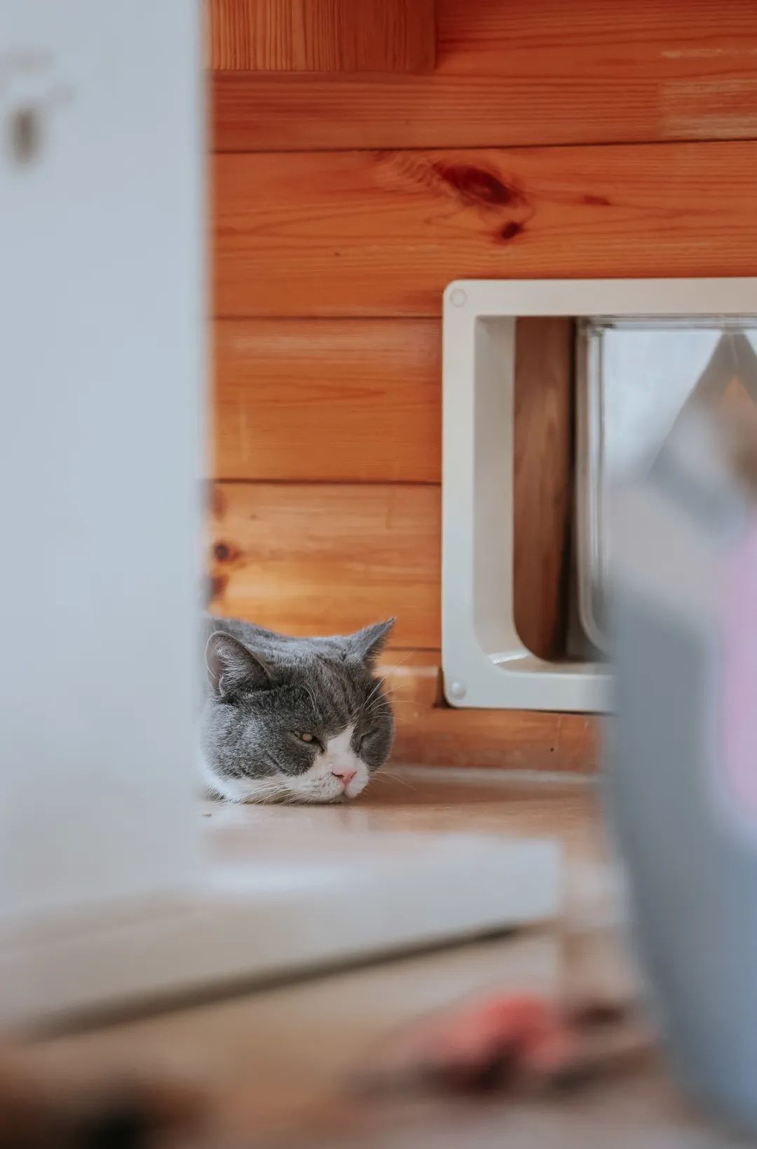 社恐小猫咪的安全感,社恐小猫咪为什么突然想出门了