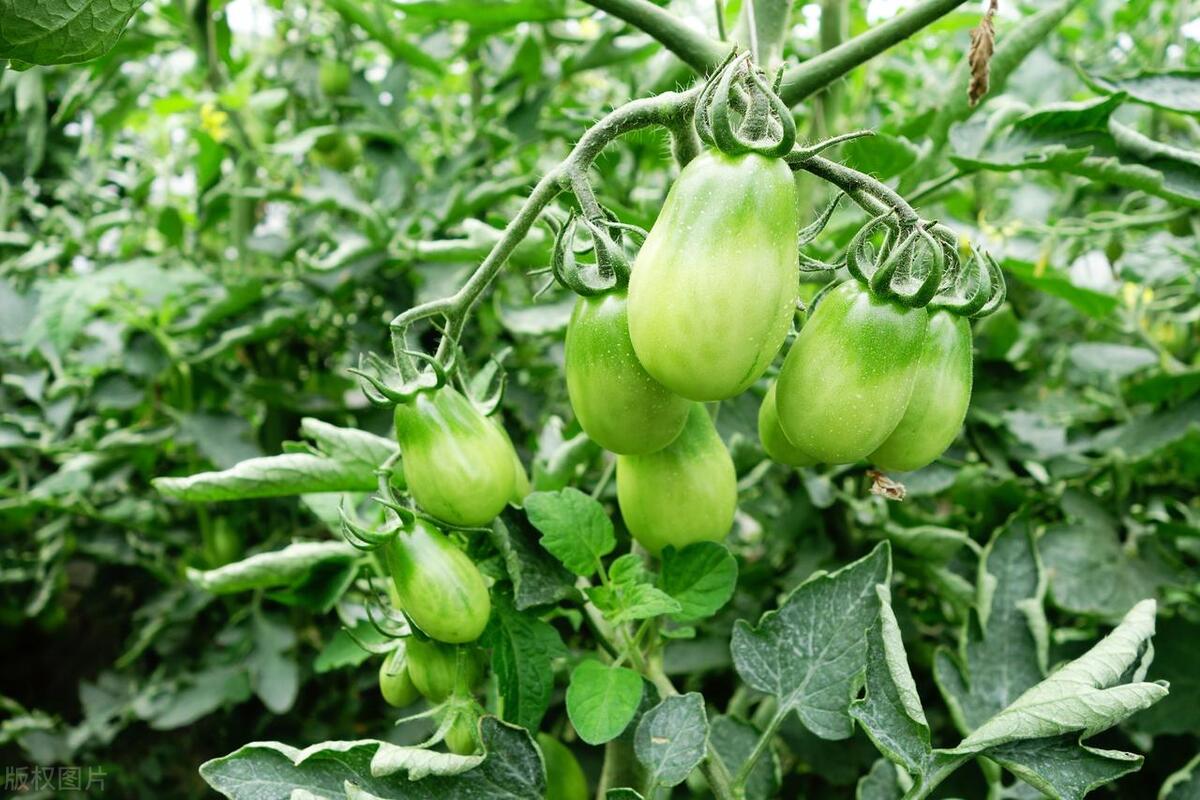 给番茄追肥，别光知道一个劲地用化肥，用这3种农家肥也是挺好的