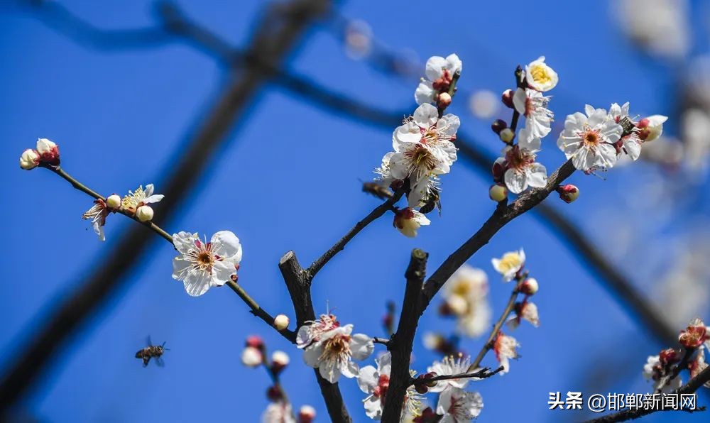 邯郸发布疫情防控提示！馆陶公安局通告！9月16日邯郸新闻早报