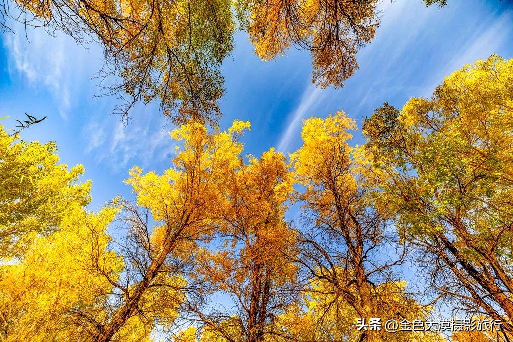 额济纳赏胡杨视频,赤峰额济纳赏胡杨