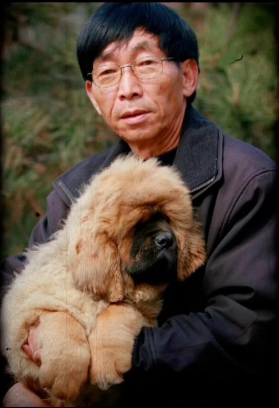 藏獒:中国的郁金香泡沫