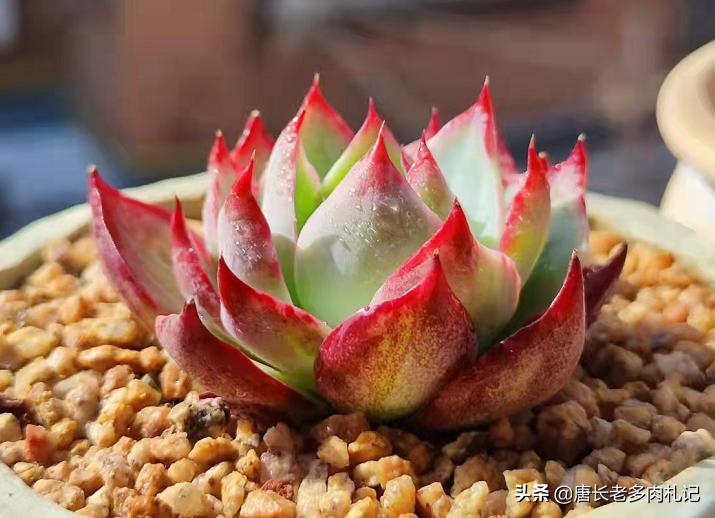 多肉小苗如何快速养大,怎么把多肉小苗养得粗壮