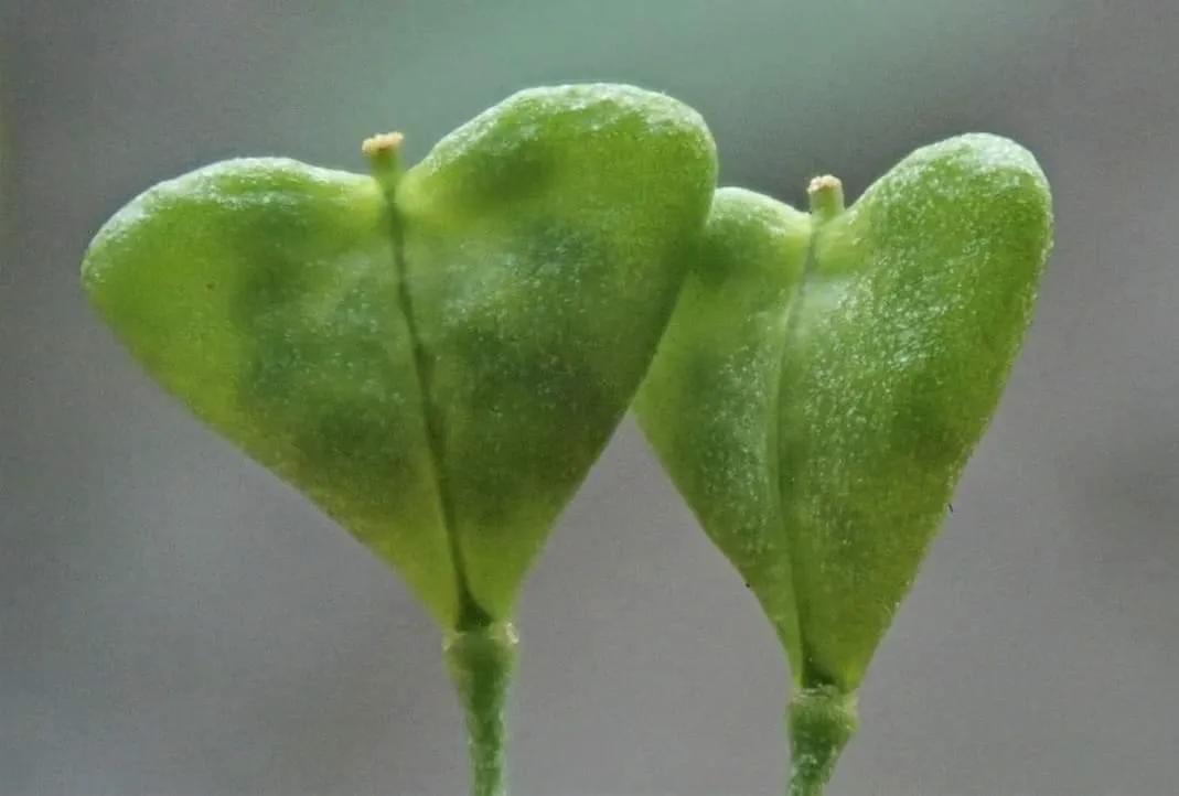 马上要结婚的小亚，做了婚检以后就自杀了，原因令人同情