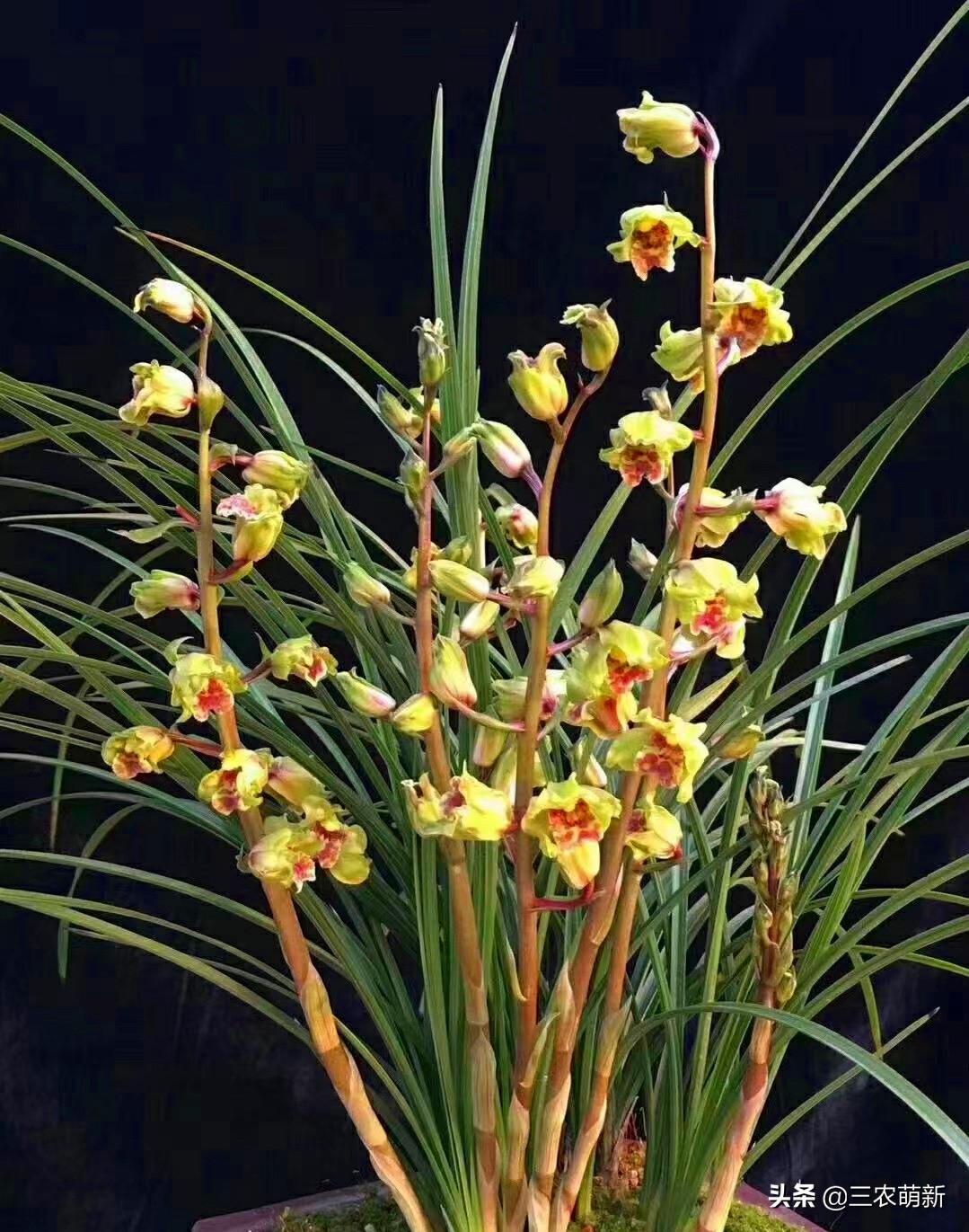 十大名贵兰花及名称,名贵的兰花名