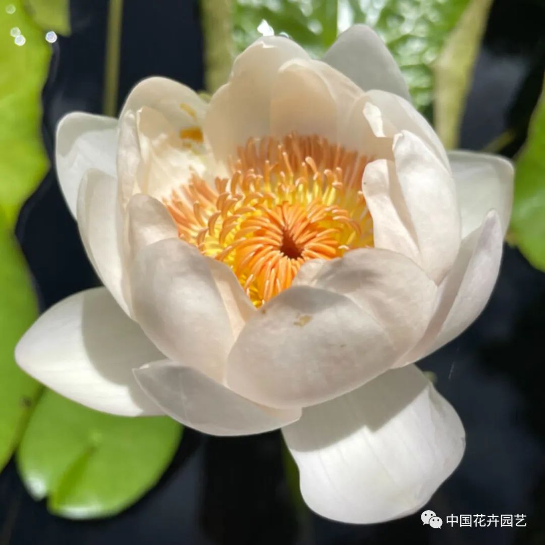 00后培育3个睡莲新品种获国际认证,睡莲热门品种