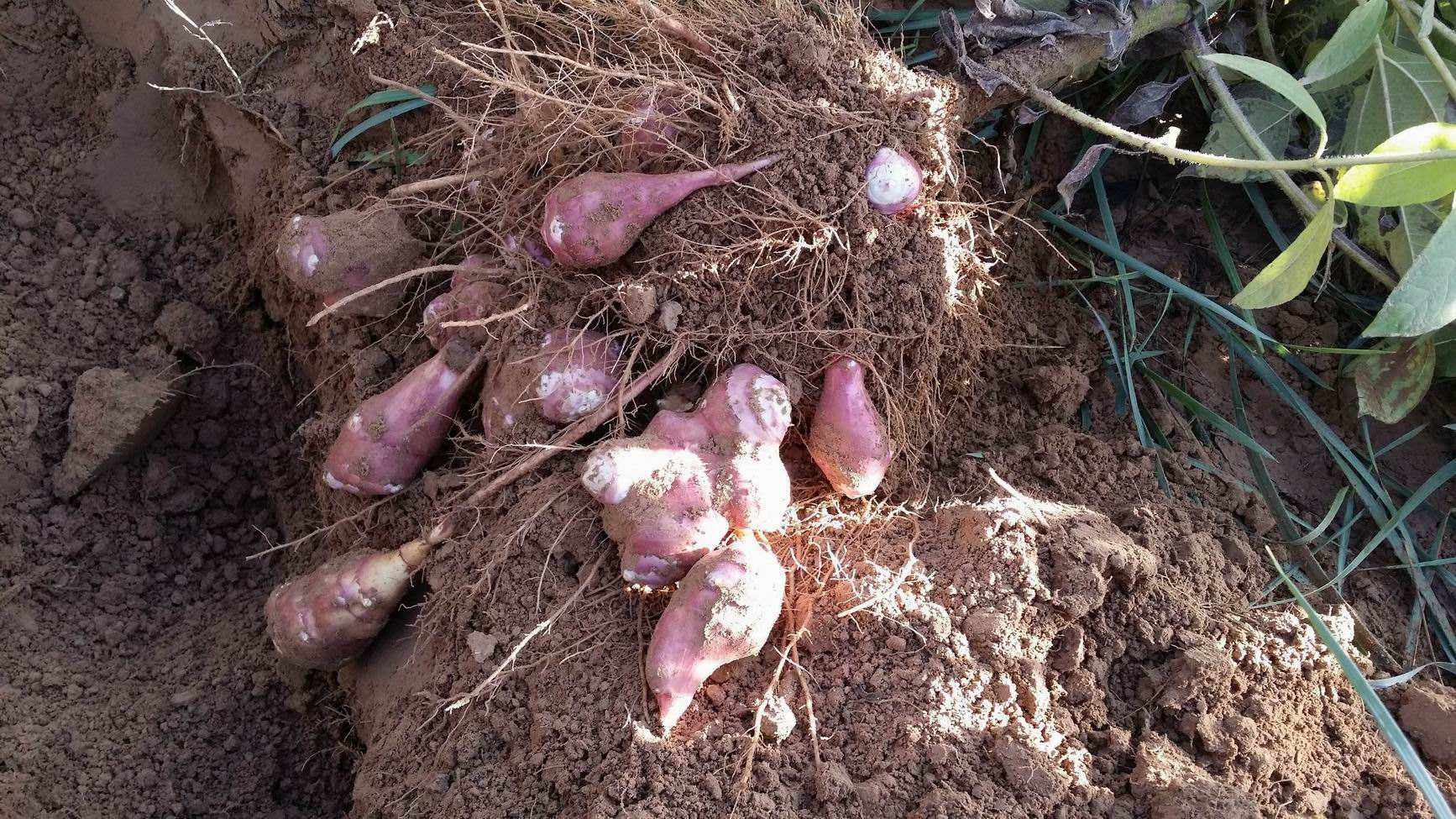 洋姜算是外来入侵物种吗,洋姜物种入侵