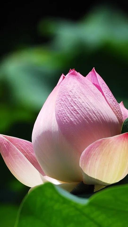 漂亮美丽的荷花壁纸,雨中荷花壁纸荣盛城