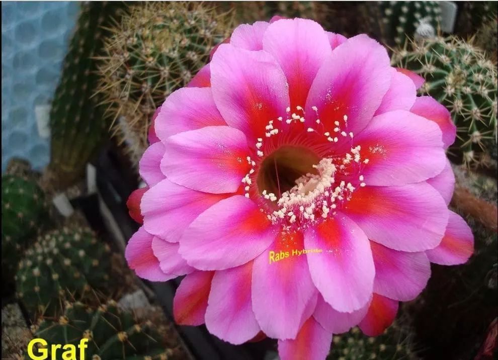 200种·仙人球开花图鉴，大开眼界，美到爆