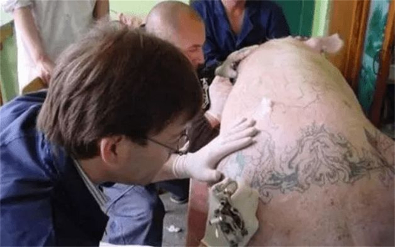 男子给活猪纹身，一张猪皮可卖百万，香奈儿高价买走做成限量皮包