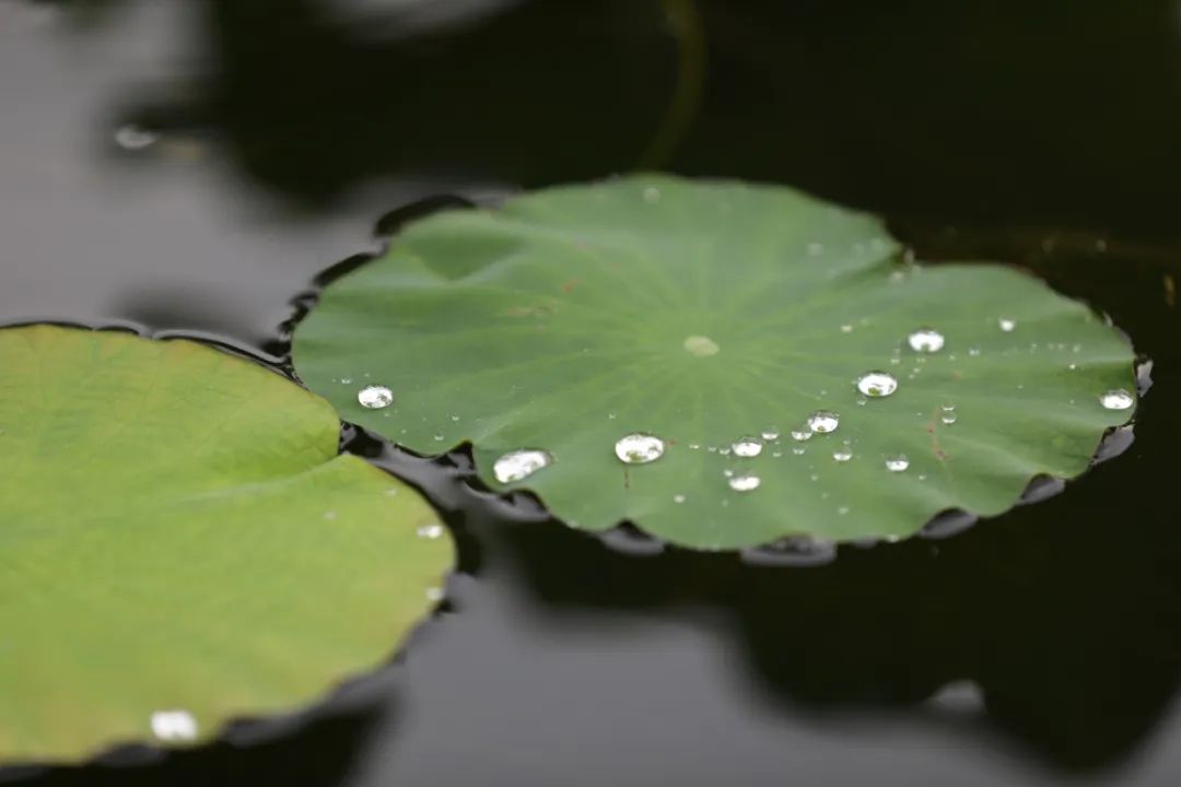荷你有约环创,荷你有约完整视频