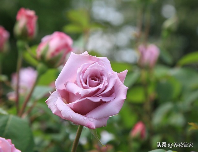 哪种紫色的月季最好看,蓝紫色的月季有哪些